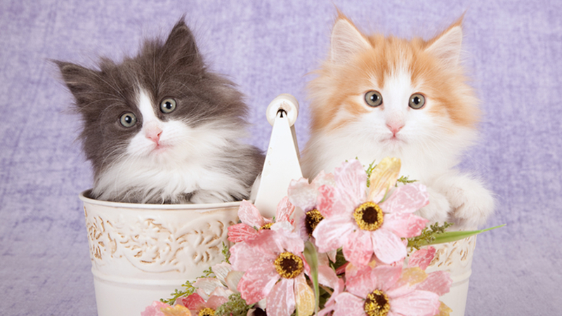 Illustration for article titled I Met Grumpy Cat and It Was Fucking Abysmal
